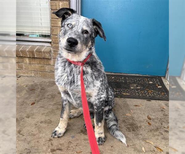 Medium Photo #1 Mutt Puppy For Sale in Grand Prairie, TX, USA