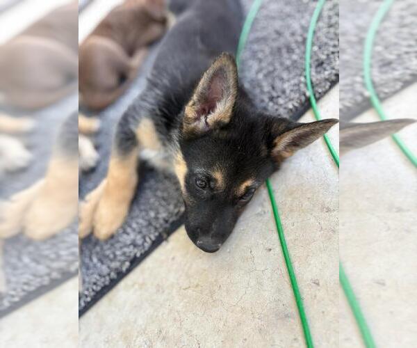 Medium Photo #7 German Shepherd Dog-Siberian Husky Mix Puppy For Sale in Imlay City, MI, USA