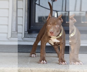 American Bully Puppy for Sale in CHAMPAIGN, Illinois USA