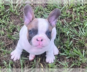 French Bulldog Puppy for sale in SEBRING, FL, USA