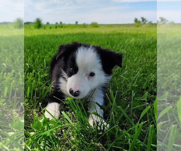Medium Photo #8 Border Collie Puppy For Sale in NORBORNE, MO, USA