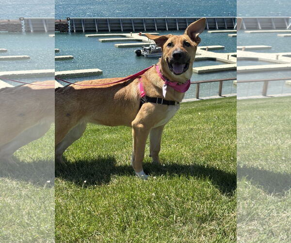 Medium Photo #7 German Shepherd Dog-Unknown Mix Puppy For Sale in Seattle, WA, USA