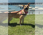 Small #6 German Shepherd Dog Mix