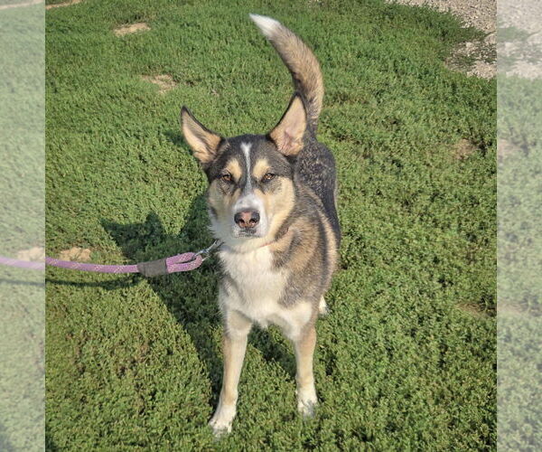 Medium Photo #5 German Shepherd Dog-Huskies  Mix Puppy For Sale in Huntley, IL, USA