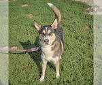 Small #4 German Shepherd Dog-Huskies  Mix