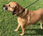 Small #2 Mastador
