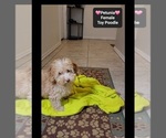 Small #2 Poodle (Toy)