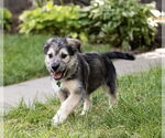 Small #2 Mutt
