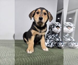 Golden Shepherd Puppy for sale in FRANKLIN, IN, USA