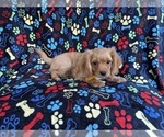Small #1 Cavapoo (Miniature)