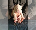 Small Photo #15 Dogo Argentino Puppy For Sale in BROOMALL, PA, USA
