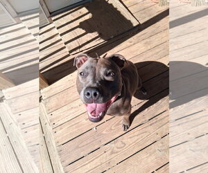 Athena the Pittie - Female American Pit Bull Terrier-Unknown Mix Dog for Adoption - Photo #5