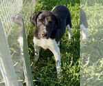 Small #1 Beagle Mix