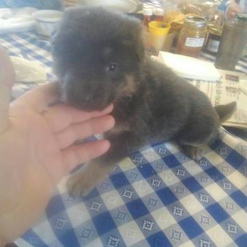 Medium Photo #1 German Shepherd Dog Puppy For Sale in BRADFORD, OH, USA