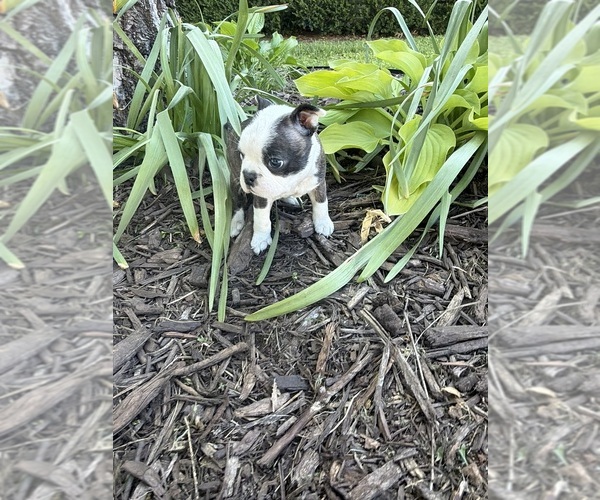 Medium Photo #6 Boston Terrier Puppy For Sale in FREDONIA, KS, USA
