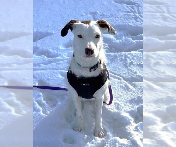 Medium Photo #2 American Pit Bull Terrier-Poodle (Standard) Mix Puppy For Sale in St. Louis Park, MN, USA