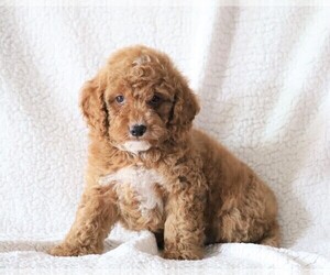 Cockapoo-Poodle (Miniature) Mix Puppy for sale in FREDERICKSBG, OH, USA