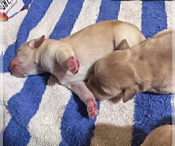 Medium Photo #8 Labrador Retriever Puppy For Sale in HIGH POINT, NC, USA