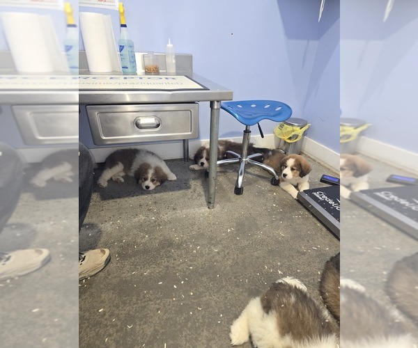 Medium Photo #7 Great Bernese Puppy For Sale in HARRIMAN, TN, USA