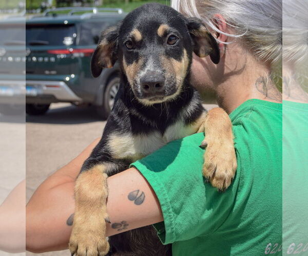 Medium Photo #4 German Shepherd Dog-Red Heeler Mix Puppy For Sale in Huntley, IL, USA