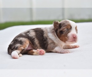 Miniature Australian Shepherd Puppy for sale in PALM COAST, FL, USA