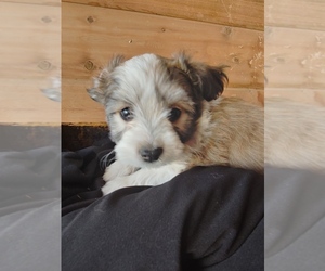 Bichon Frise-Miniature Australian Shepherd Mix Puppy for sale in CANON CITY, CO, USA