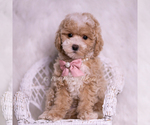 Puppy Mandy F1B Maltipoo (Miniature)