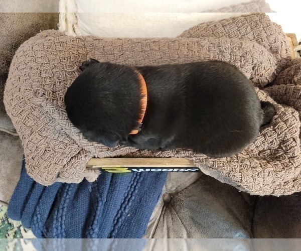 Medium Photo #15 Labrador Retriever Puppy For Sale in BONAIRE, GA, USA