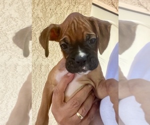 Medium Boxer