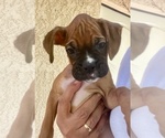 Puppy Female 5 Boxer