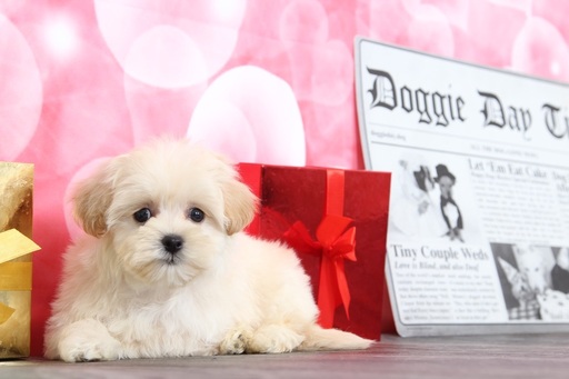 Medium Photo #1 Maltipoo Puppy For Sale in BEL AIR, MD, USA