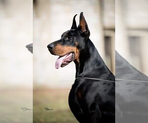 Father of the Doberman Pinscher puppies born on 10/06/2023
