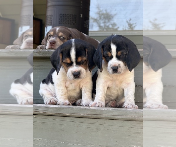 Medium Photo #1 Beagle Puppy For Sale in LEE, FL, USA