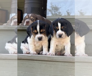 Beagle Litter for sale in LEE, FL, USA