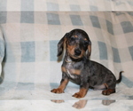 Small #10 Dachshund