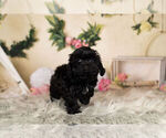 Small Photo #5 ShihPoo Puppy For Sale in WARSAW, IN, USA