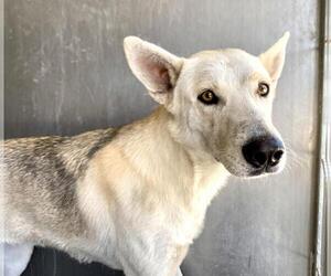 German Shepherd Dog Dogs for adoption in San Bernardino, CA, USA