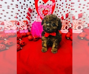 Poodle (Toy) Puppy for sale in INDIANAPOLIS, IN, USA