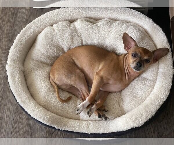 Medium Photo #5 Chihuahua-Unknown Mix Puppy For Sale in  Ramona, CA, USA