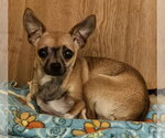 Small #4 Chihuahua Mix