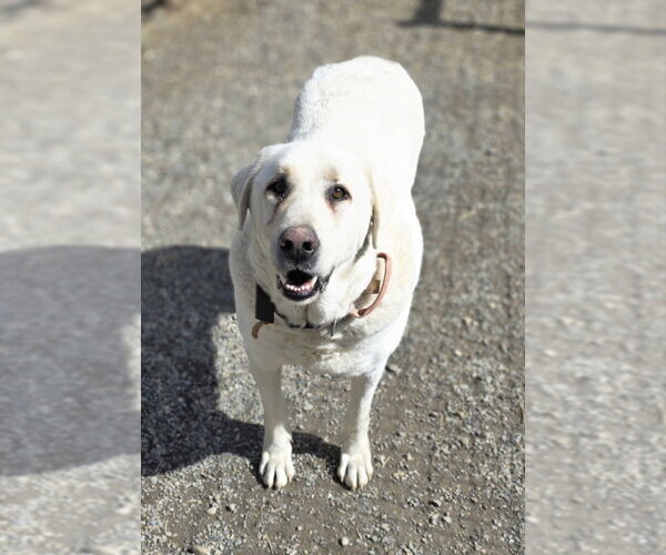 Medium Photo #6 - Mix Puppy For Sale in Woodsfield, OH, USA