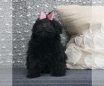 Small Photo #2 Maltese-Poodle (Toy) Mix Puppy For Sale in WARSAW, IN, USA