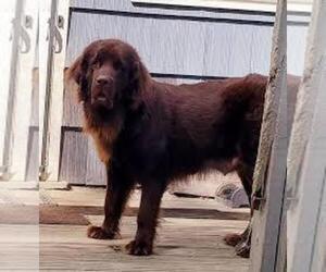 Mother of the Newfoundland puppies born on 06/28/2022