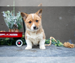 Puppy Butter Cup Pembroke Welsh Corgi