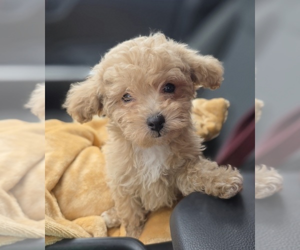 Medium Photo #8 Poodle (Toy) Puppy For Sale in DYERSBURG, TN, USA