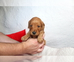 Small Photo #5 Goldendoodle Puppy For Sale in ABILENE, TX, USA