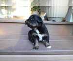 Puppy Marshall Miniature Australian Shepherd