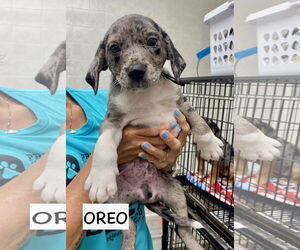 Catahoula Leopard Dog-Labrador Retriever Mix Dogs for adoption in GILBERTS, IL, USA