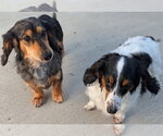 Small #4 Dachshund