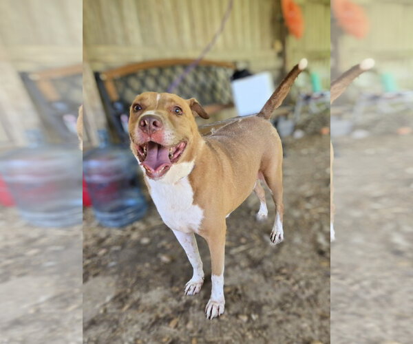Medium Photo #3 American Staffordshire Terrier-Unknown Mix Puppy For Sale in Jackson, MS, USA